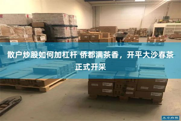散户炒股如何加杠杆 侨都满茶香，开平大沙春茶正式开采