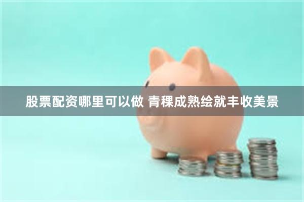 股票配资哪里可以做 青稞成熟绘就丰收美景